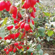 Top Grade Easy To live Chinese wolfberry seedlings for sale